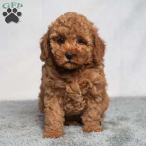 Quest, Cavapoo Puppy